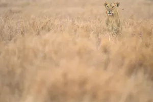 lion sticking its head out of dry grass