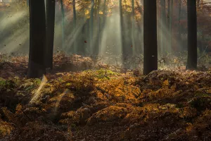 Photos with atmosphere in the woods by Ingrid Vekemans