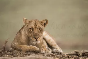 Close-up of lioness with eye contact and soft green background during photo safari to South Luangwa in Zambia with Ingrid Vekemans
