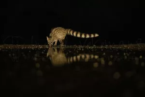 Genet cat drinking from waterhole with reflection in the water