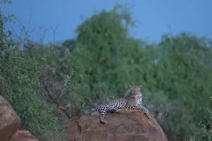 leopard lying on rock