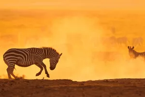 Photos of zebras and wildebeest by Ingrid Vekemans