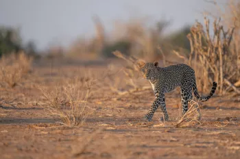 jong luipaard wandelt schuin naar voor