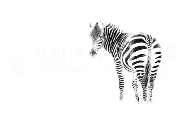 black and white effect on zebra