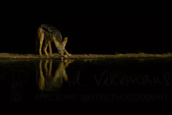 Jakhals in het donder, drinkt aan waterplas met reflectie