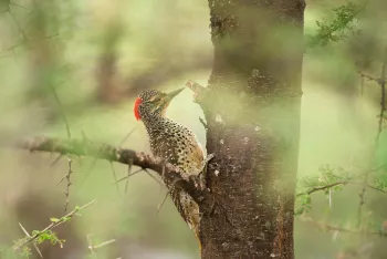 nubian woodpecker