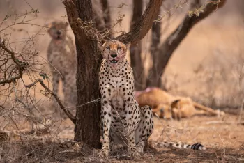 cheetah sitting on ground after eating prey