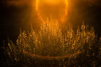 Flare in het veld bij zonsopgang