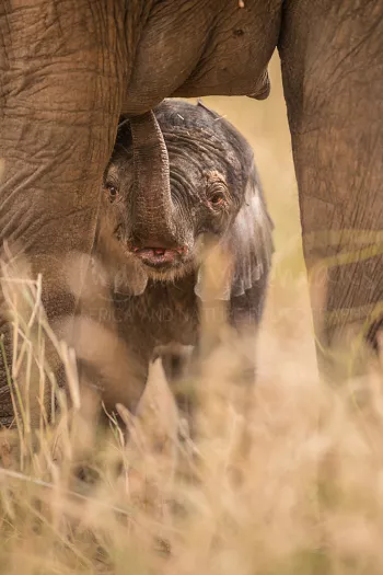baby elephant suckling on mother
