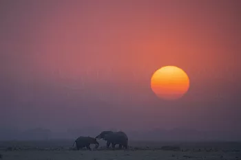 Olifanten raken elkaar aan met slurf bij zonsondergang in Amboseli in Kenia in Afrika