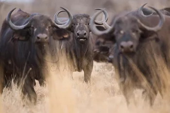 buffels kijken naar fotograaf met c-vormige hoorns