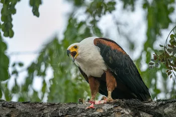 african fish eagle calling from tree