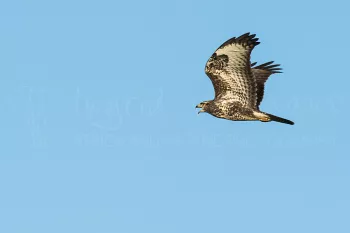 Buizerd roepend in de vlucht