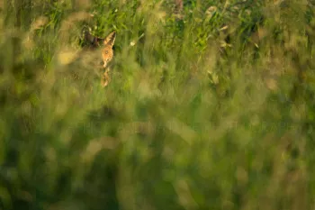 Moedervos likt pup in lang gras met oogcontact