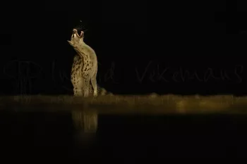 Genet kat, in het donker vangt prooi aan waterplas