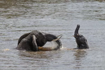 Twee olifanten baden in de rivier