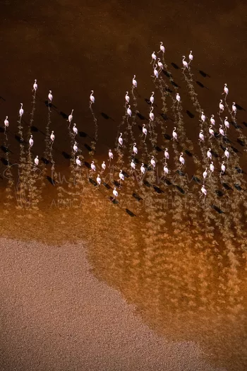 Luchtshot van lake magadi met flamingo's