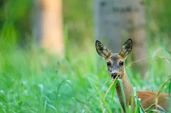 Reegeit close-up in het bos