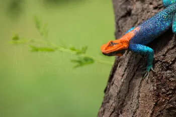 Male red-headed rock agama in bright mating colours close-up in Ruaha National Park in Tanzania in Africa