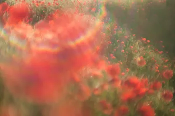 Zonsopgang met flare in klaprozenveld