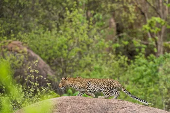 Leopard in stealth mode on boulder in Ruaha National Park in Tanzania in Africa