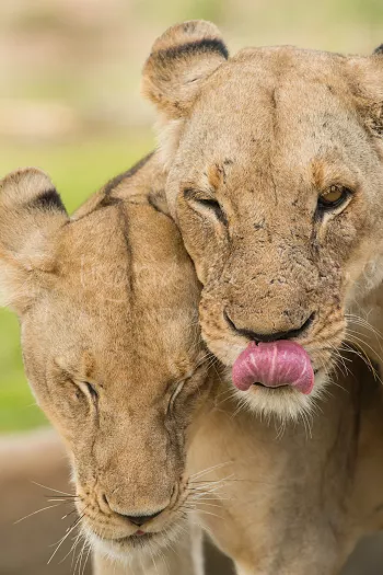 Close-up of lionesses bonding and licking in Selous Game Reserve in Tanzania in Africa