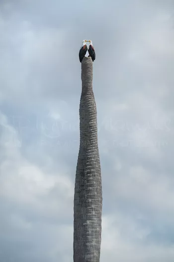 Couple op African fish eagles sitting touching beaks in heart shape on top of dead doum palm in Lake Manze in Selous Game Reserve in Tanzania in Africa