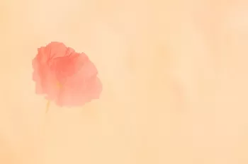 Klaproos in graanveld in soft focus close-up