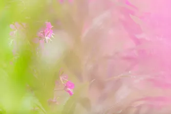 zachte wilgenroosjes