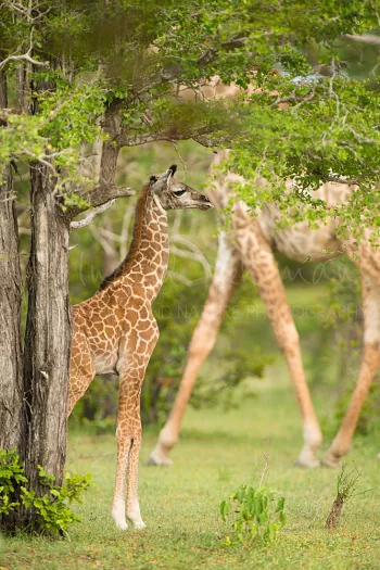 Baby giraffe standing with vague legs of adult giraffe in the background in Selous Game Reserve in Tanzania in Africa