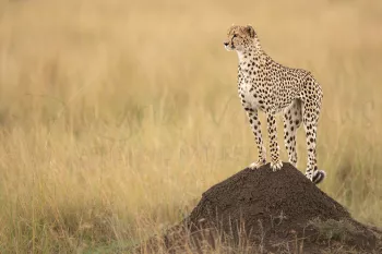 Jachtluipaard staat op heuvel en kijkt voor zich uit op zoek naar een prooi