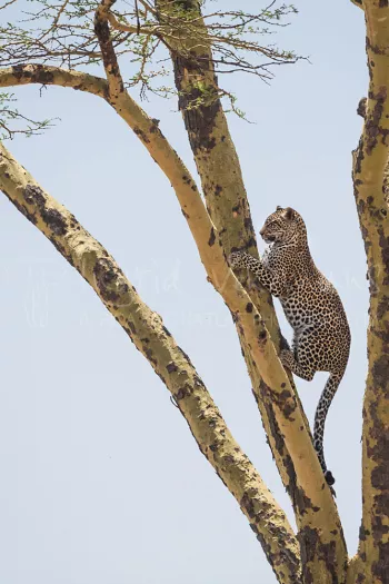 Luipaard kruipt achterwaarts uit gele acacia