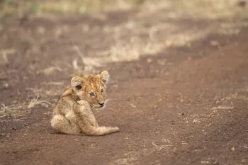 Leeuwenwelpje zit alleen op een droge weg en kijkt achterom