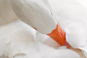 Witte gans veren gladstrijkend in close-up