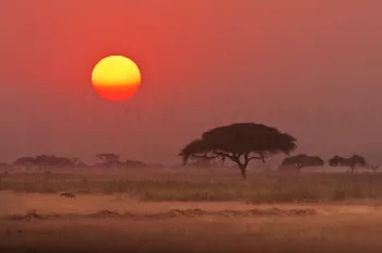 Hyena in landschap met acaciaboom bij rode zonsondergang in Amboseli in Kenia in Afrika