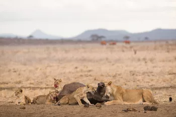Leeuwen die prooi van buffel verstikken met welpen in Tsavo East in Kenia in Afrika
