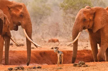 Zadeljakhals kijkt over zijn schouder tussen rode olifanten in het rode zand van Tsavo East in Kenia in Afrika
