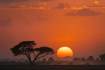 Zebra's wandelen onder een accaciaboom aan de horizon bij  zonsondergang 