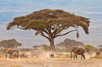 Kudde olifanten op stap onder acaciaboom, maken veel stof