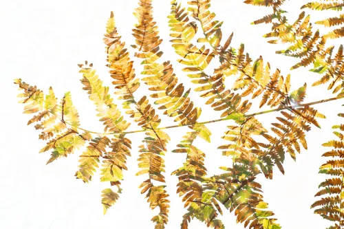 photo of a fern with a white background