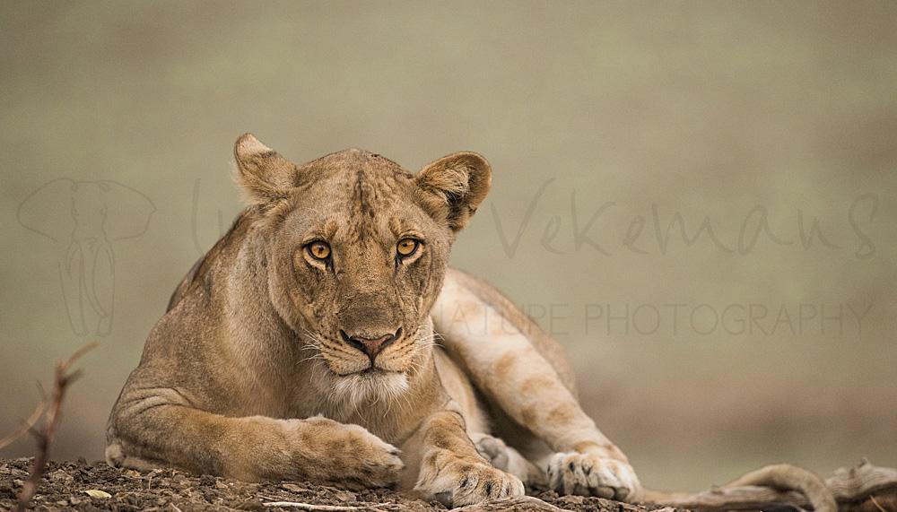 Close-up van leeuwin met oogcontact en zachte groene achtergrond tijdens fotosafari in South Luangwa in Zambia met Ingrid Vekemans