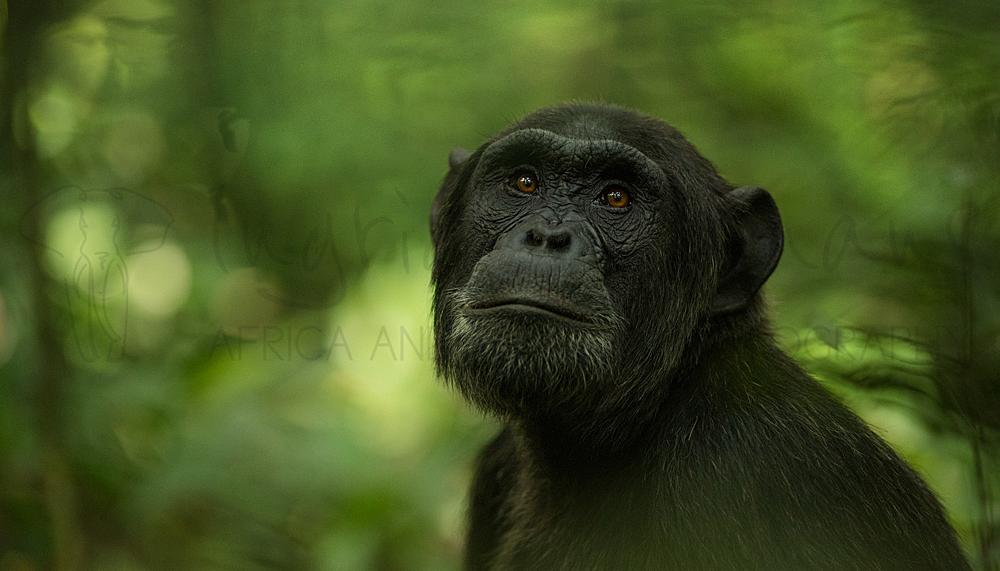 Chimpansee kijkt omhoog in close-up met vahe achtergrond van groen bos