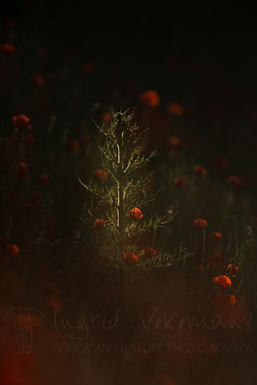 Poppy field in first light