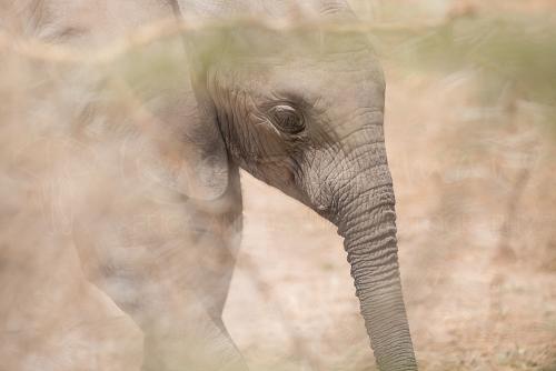 Close-up van baby olifant in vage struiken 