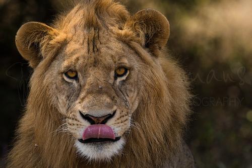 Close-up of male lion licking his nose with eye contact