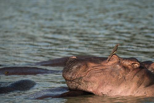 Lazing hippo with red-billed oxpecker friend in Selous during Southern Tanzania Explorer photo safari