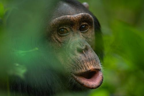 Tight close-up of chimpanzee hooting with open mouth shot through green foliage