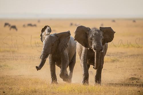 Olifanten rennen frontaal al spelend en met oren en slurf zwaaiend over de vlakte