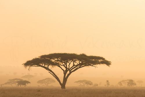 Avondlicht in acaciabomen in Serengeti tijdens Tanzania Wildernis Safari fotosafari