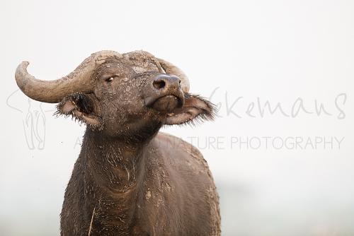 Buffel in Queen Elizabeth National Park tijdens Oeganda, Gorilla's, chimpansees en meer fotosafari